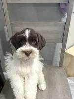 JR, a male Miniature Schnauzer for sale in Cibolo, TX – 2 of 3