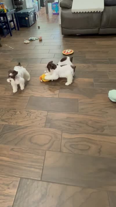 JR, a male Miniature Schnauzer for sale in Cibolo, TX – 3 of 3