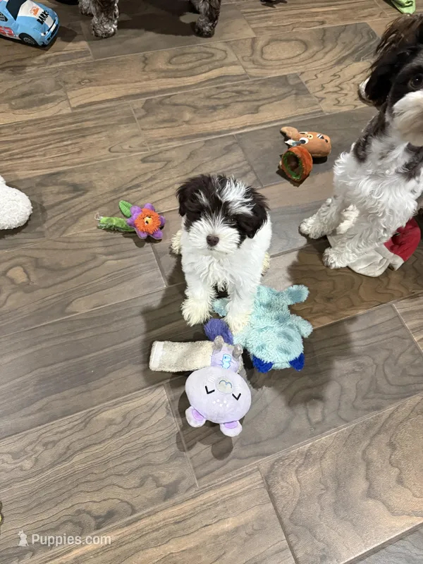 JR – Miniature Schnauzer puppy for sale in Cibolo, TX