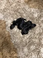 2 females 1 makr, a female Yorkshire Terrier for sale in Rockford, IL – 1 of 4