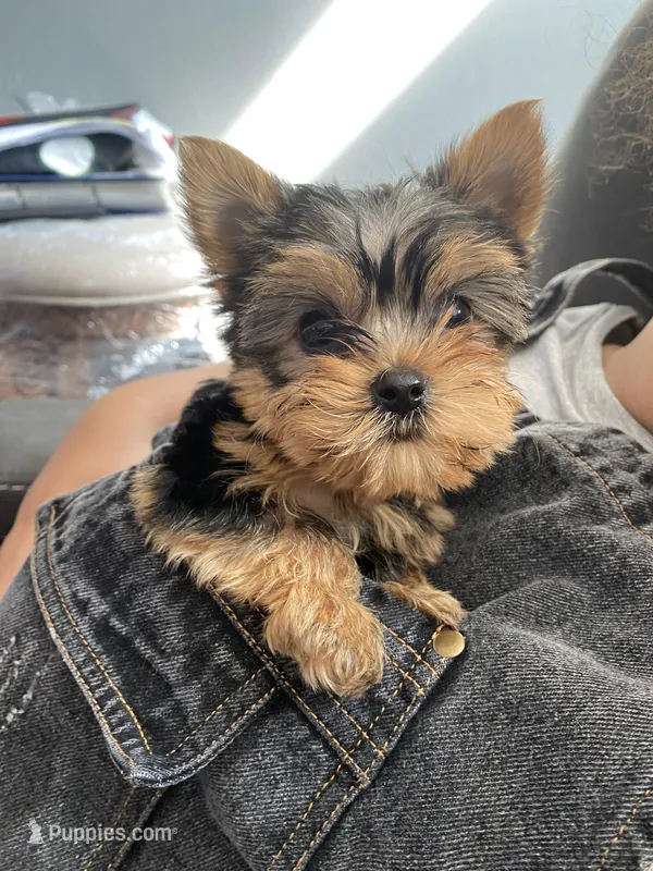 Roxy – Yorkshire Terrier puppy for sale in Rockford, IL