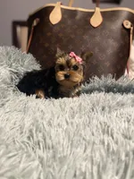 Roxy, a female Yorkshire Terrier for sale in Rockford, IL – 2 of 6