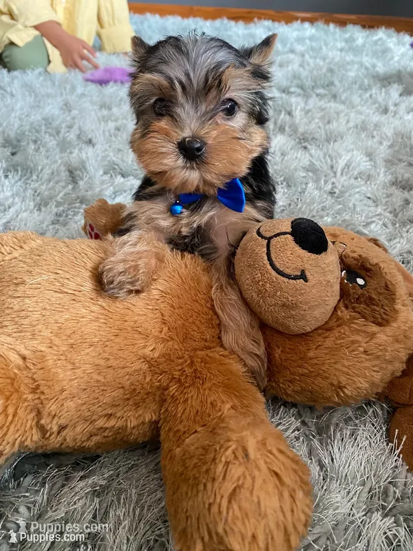 Tiny Tim – Yorkshire Terrier puppy for sale in Rockford, IL