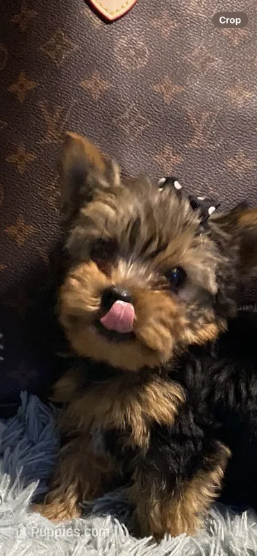 Roxy – Yorkshire Terrier puppy for sale in Rockford, IL