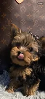 Roxy, a female Yorkshire Terrier for sale in Rockford, IL – 1 of 6
