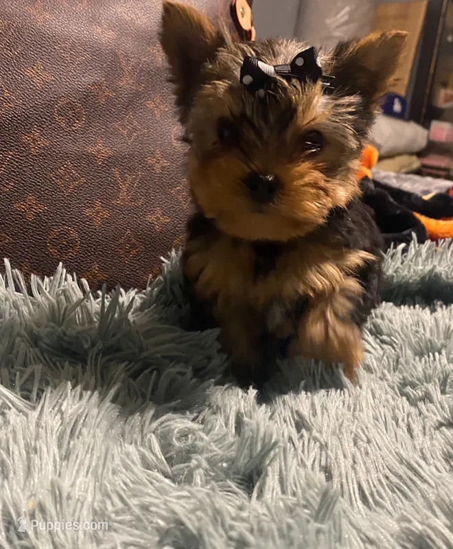 Tiny Tim – Yorkshire Terrier puppy for sale in Rockford, IL