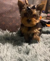 Tiny Tim, a male Yorkshire Terrier for sale in Rockford, IL – 1 of 2