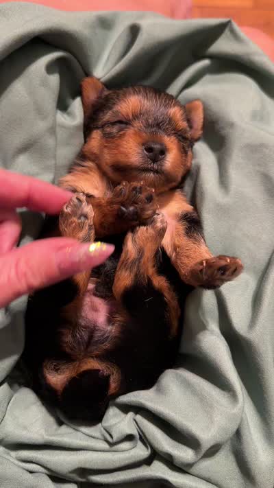 2 females 1 makr, a female Yorkshire Terrier for sale in Rockford, IL – 4 of 4