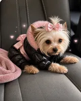2 females 1 makr, a female Yorkshire Terrier for sale in Rockford, IL – 3 of 4