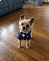 2 females 1 makr, a female Yorkshire Terrier for sale in Rockford, IL – 2 of 4