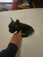 Female, a female Frenchton for sale in Sandpoint, ID – Photo 1 of 2