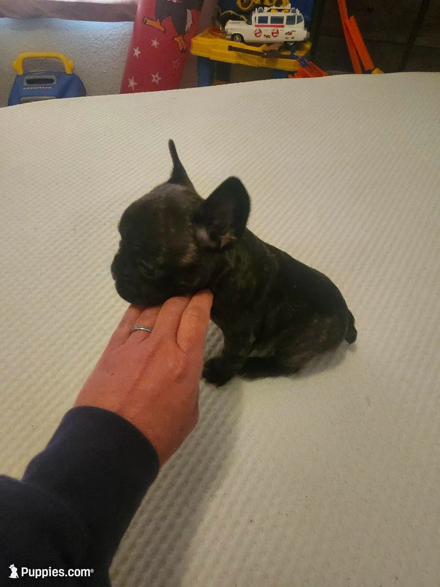 Female – Frenchton puppy for sale in Sandpoint, ID