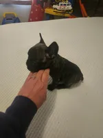 Female, a female Frenchton for sale in Sandpoint, ID – Photo 2 of 2