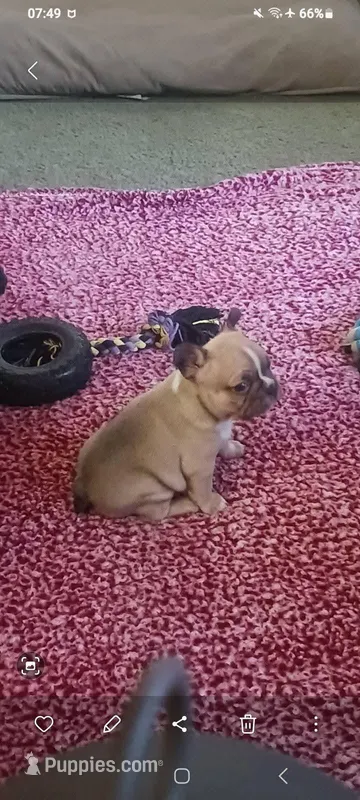 Male 1 – Frenchton puppy for sale in Sandpoint, ID