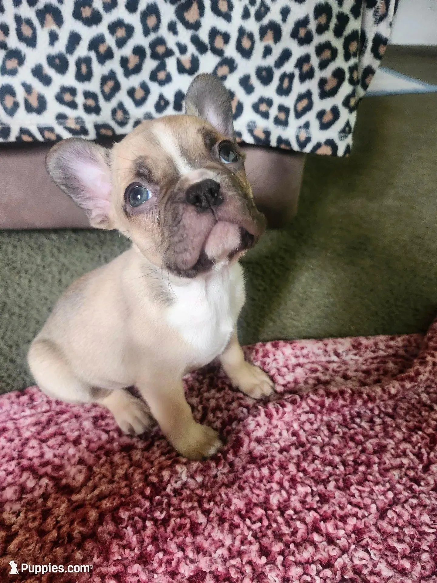 Male 1 – Frenchton puppy for sale in Sandpoint, ID