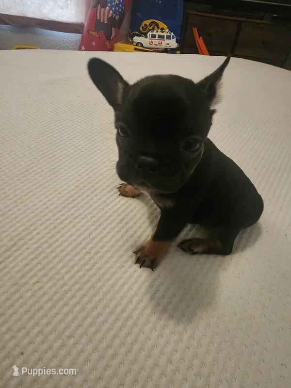 Male 2 – Frenchton puppy for sale in Sandpoint, ID