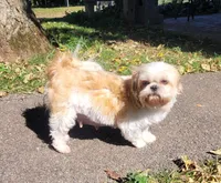 Jade, a  Shichon for sale in Marietta, OH – 2 of 2