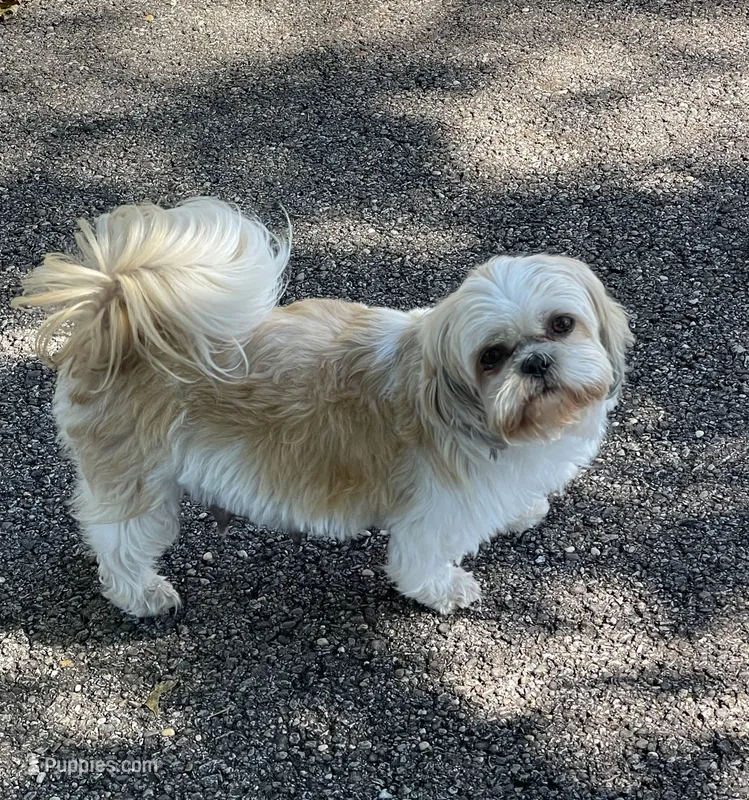 Jade – Shichon puppy for sale in Marietta, OH