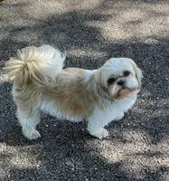 Jade, a  Shichon for sale in Marietta, OH – 1 of 2