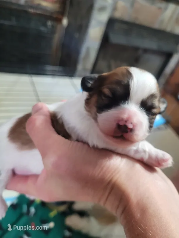 Wyatt – Shichon puppy for sale in Marietta, OH