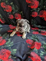 Diamond, a female French Bulldog for sale in Byers, CO – Photo 6 of 6