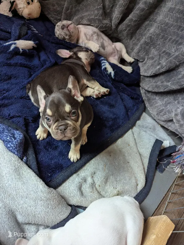 Diamond – French Bulldog puppy for sale in Byers, CO