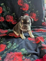 Diamond, a female French Bulldog for sale in Byers, CO – Photo 2 of 6