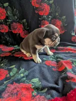 Diamond, a female French Bulldog for sale in Byers, CO – Photo 4 of 6