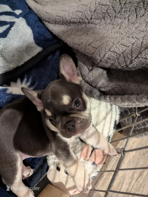 Diamond – French Bulldog puppy for sale in Byers, CO
