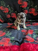 Diamond, a female French Bulldog for sale in Byers, CO – Photo 3 of 6