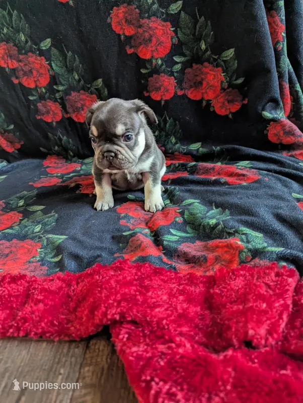 Diamond – French Bulldog puppy for sale in Byers, CO