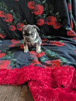 Diamond, a female French Bulldog for sale in Byers, CO – Photo 1 of 6