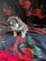 Diamond, a female French Bulldog for sale in Byers, CO – Photo 5 of 6