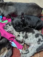 Bear , a male French Bulldog for sale in Byers, CO – Photo 1 of 10