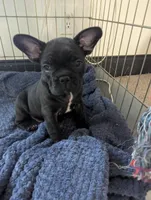 Bear Price reduce, a male French Bulldog for sale in Byers, CO – Photo 1 of 10