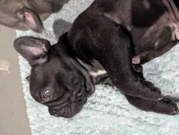 Bear Price reduce, a male French Bulldog for sale in Byers, CO – Photo 6 of 10