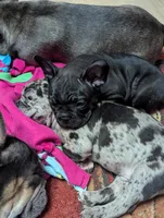 Bear , a male French Bulldog for sale in Byers, CO – Photo 9 of 10