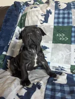 Bear Price reduce, a male French Bulldog for sale in Byers, CO – Photo 10 of 10