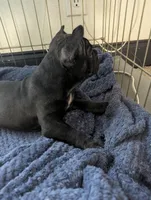 Bear Price reduce, a male French Bulldog for sale in Byers, CO – Photo 4 of 10