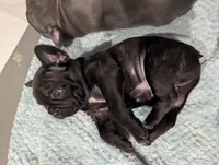 Bear Price reduce, a male French Bulldog for sale in Byers, CO – Photo 7 of 10