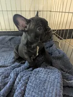 Bear Price reduce, a male French Bulldog for sale in Byers, CO – Photo 3 of 10