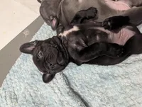 Bear Price reduce, a male French Bulldog for sale in Byers, CO – Photo 5 of 10