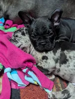 Bear , a male French Bulldog for sale in Byers, CO – Photo 10 of 10