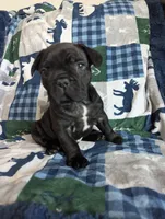 Bear Price reduce, a male French Bulldog for sale in Byers, CO – Photo 9 of 10