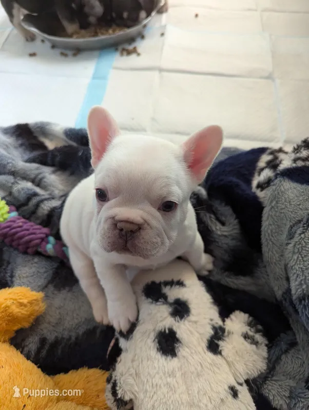 Polar bear – French Bulldog puppy for sale in Byers, CO