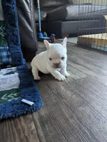 Polar bear, a male French Bulldog for sale in Byers, CO – Photo 6 of 8