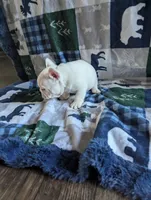 Polar bear, a male French Bulldog for sale in Byers, CO – Photo 3 of 8