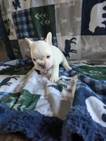 Polar bear, a male French Bulldog for sale in Byers, CO – Photo 4 of 8