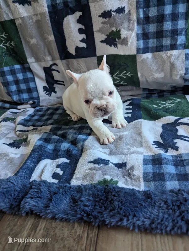 Polar bear – French Bulldog puppy for sale in Byers, CO