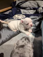 Polar bear, a male French Bulldog for sale in Byers, CO – Photo 8 of 8